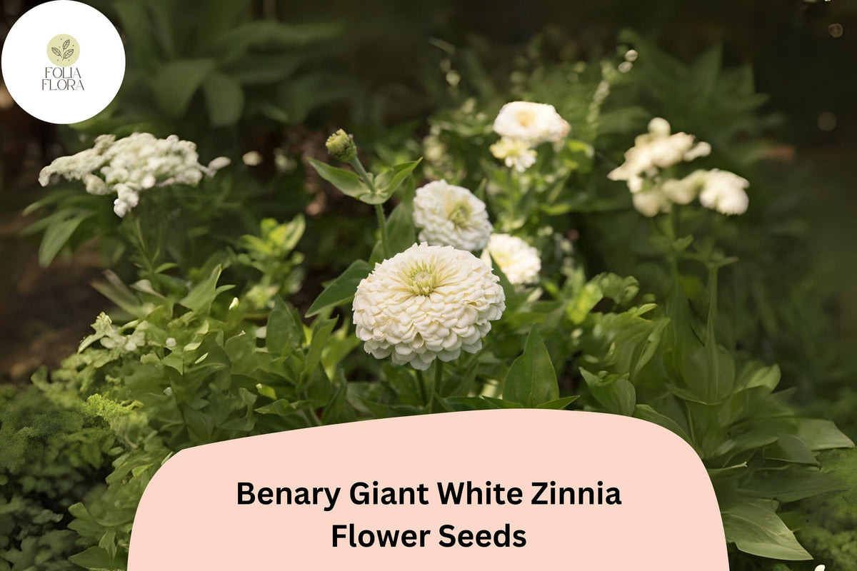 100+ Benary Giant White Zinnia Seeds - Zinnia elegans - Elegant Cut Flower for Summer Gardens, Pollinator-Friendly Annual