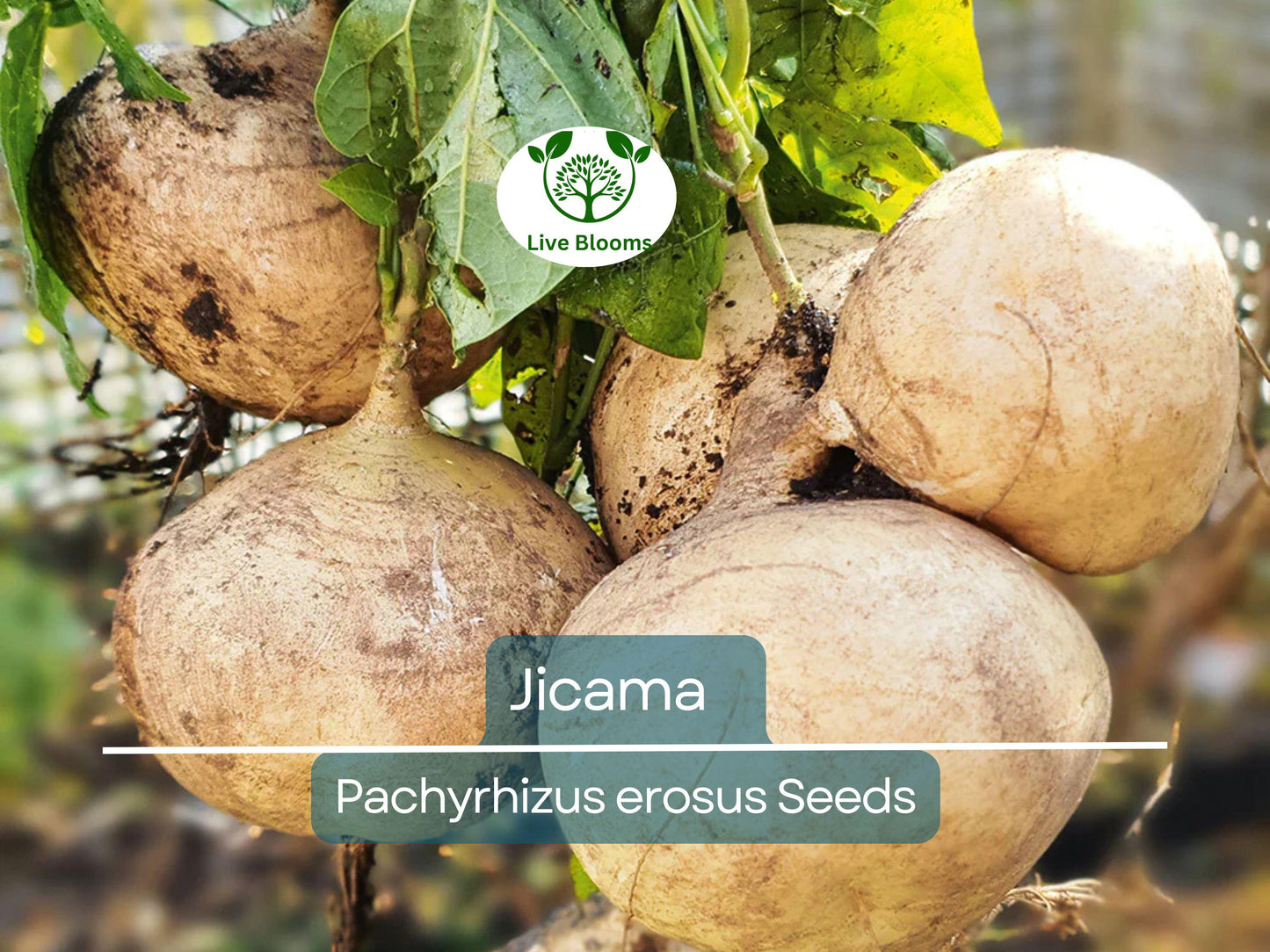 40 Jicama Seeds - Non-GMO Mexican Yam Bean for Root Vegetable and Edible Fruit Gardening