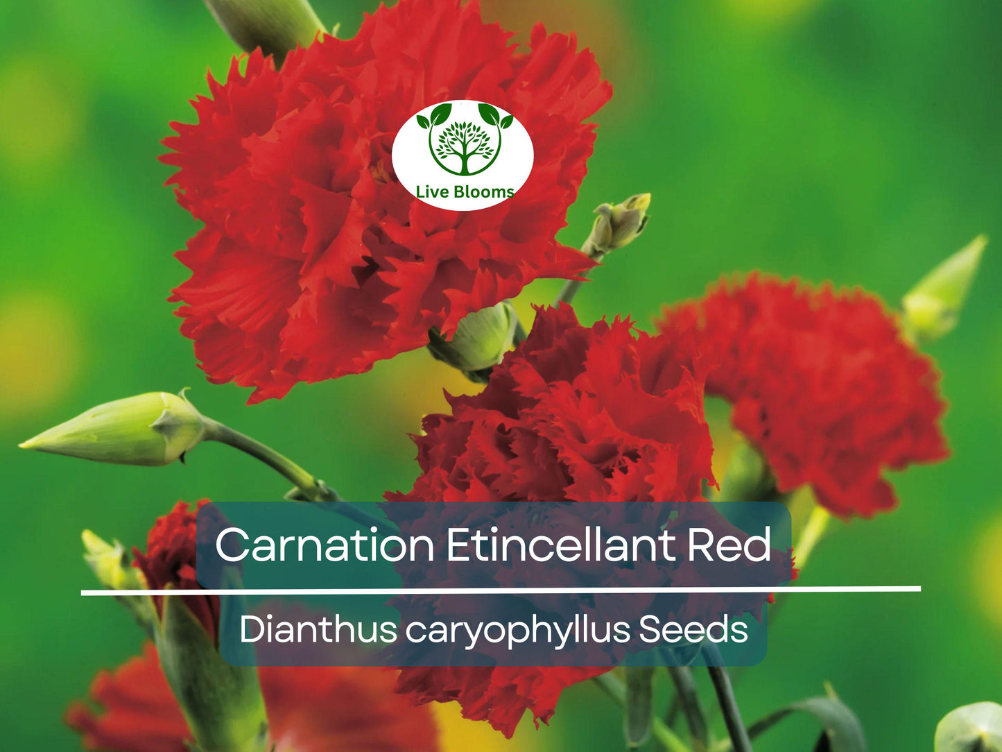 200 Seeds Carnation Etincellant Red - Fragrant Non-GMO Pollinator-Friendly Cut Flowers for Gardens & Bouquets