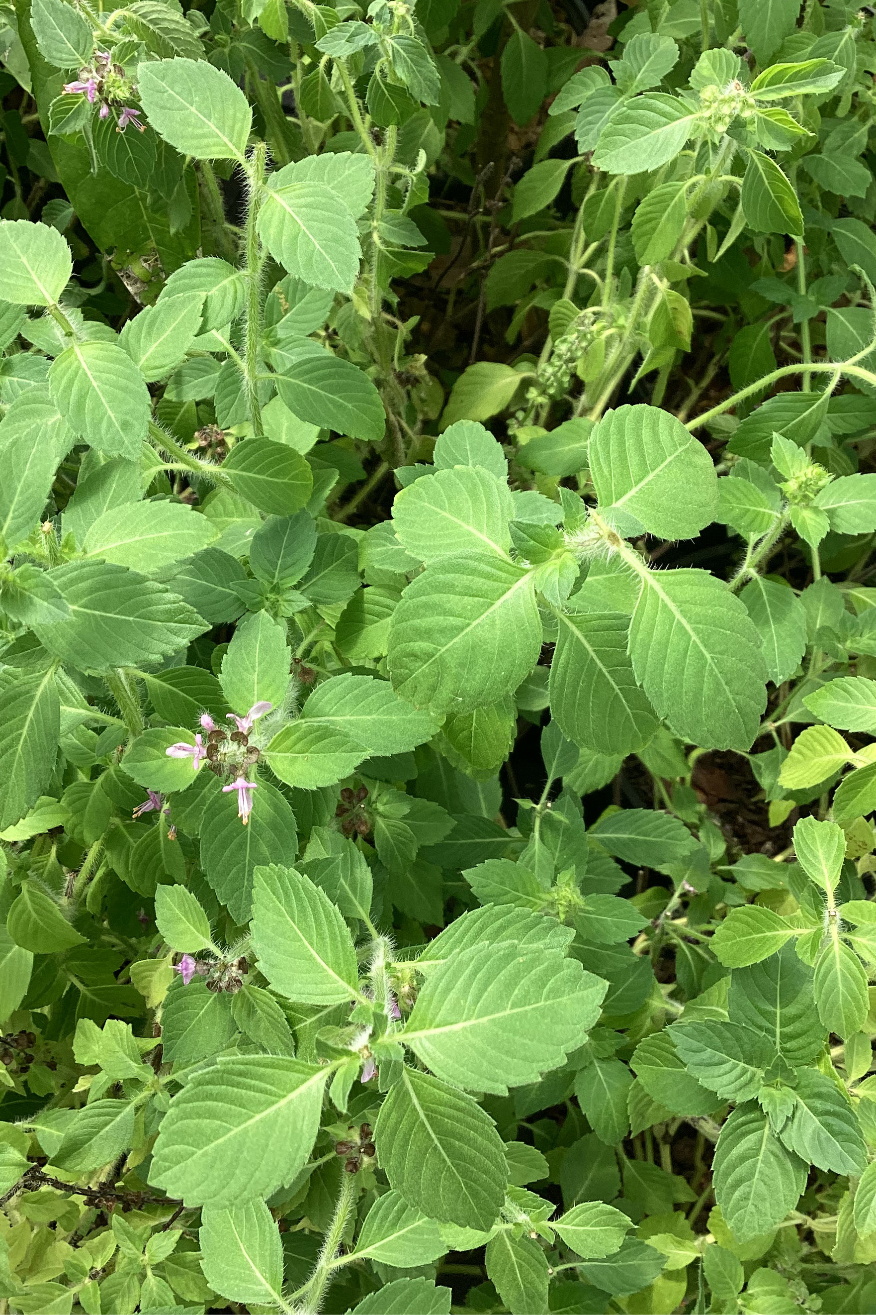 Wild Florida Native Sweet Basil Herb, Ocimum campechianum, Aromatic Culinary Herb, Pollinator Magnet