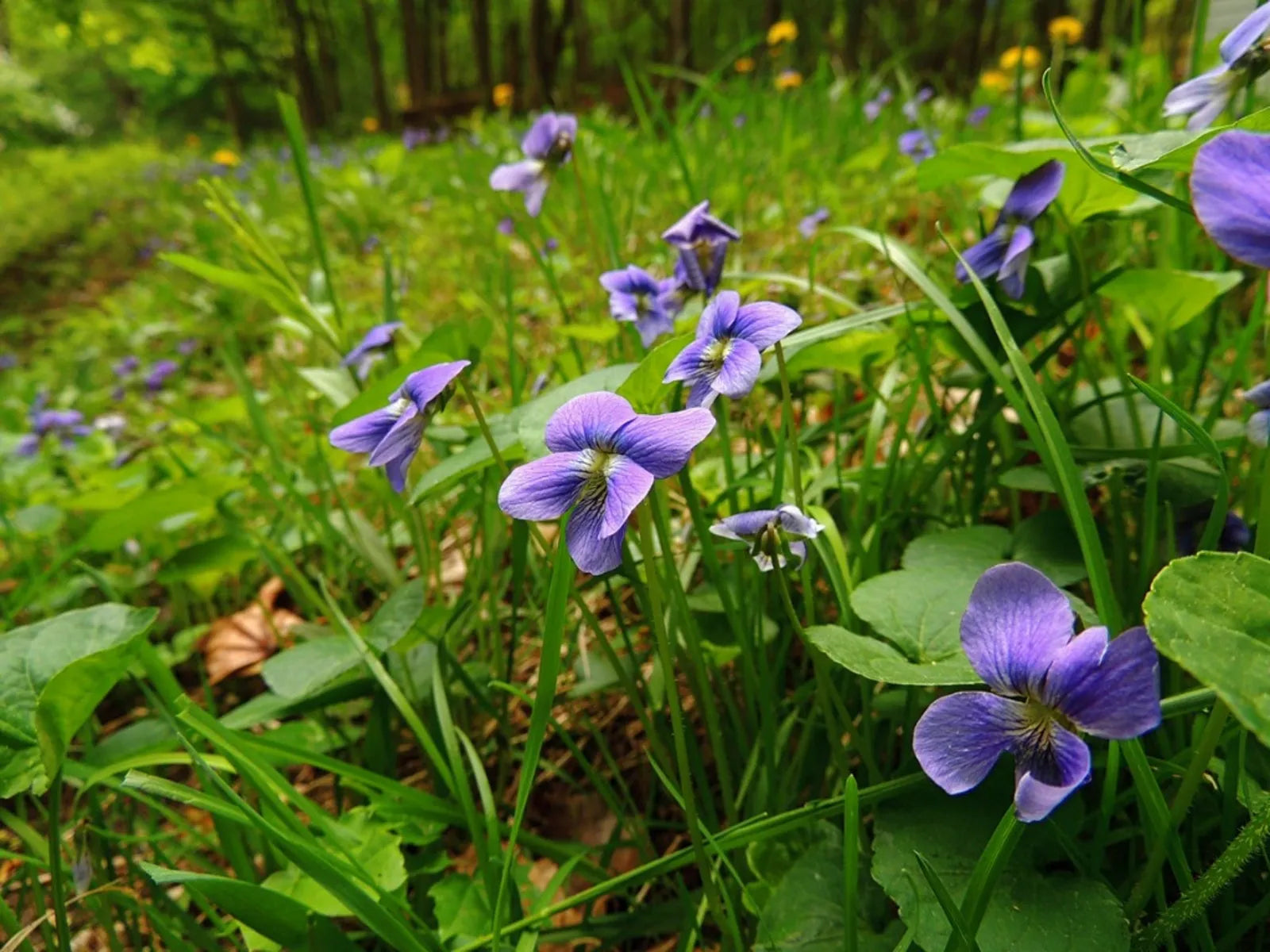 Wild Violet Live Plants – 20 Starter Viola sororia Ground Cover, Edible Flowers, Native Perennial for Shade Gardens & Lawns
