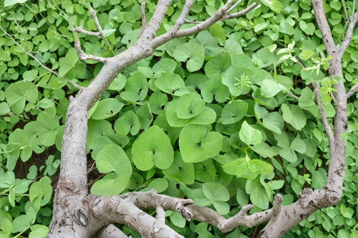Wild Ginger Seeds - 10 Pack - Asarum canadense - Shade-Loving Perennial Groundcover - Native Woodland Plant for Gardens