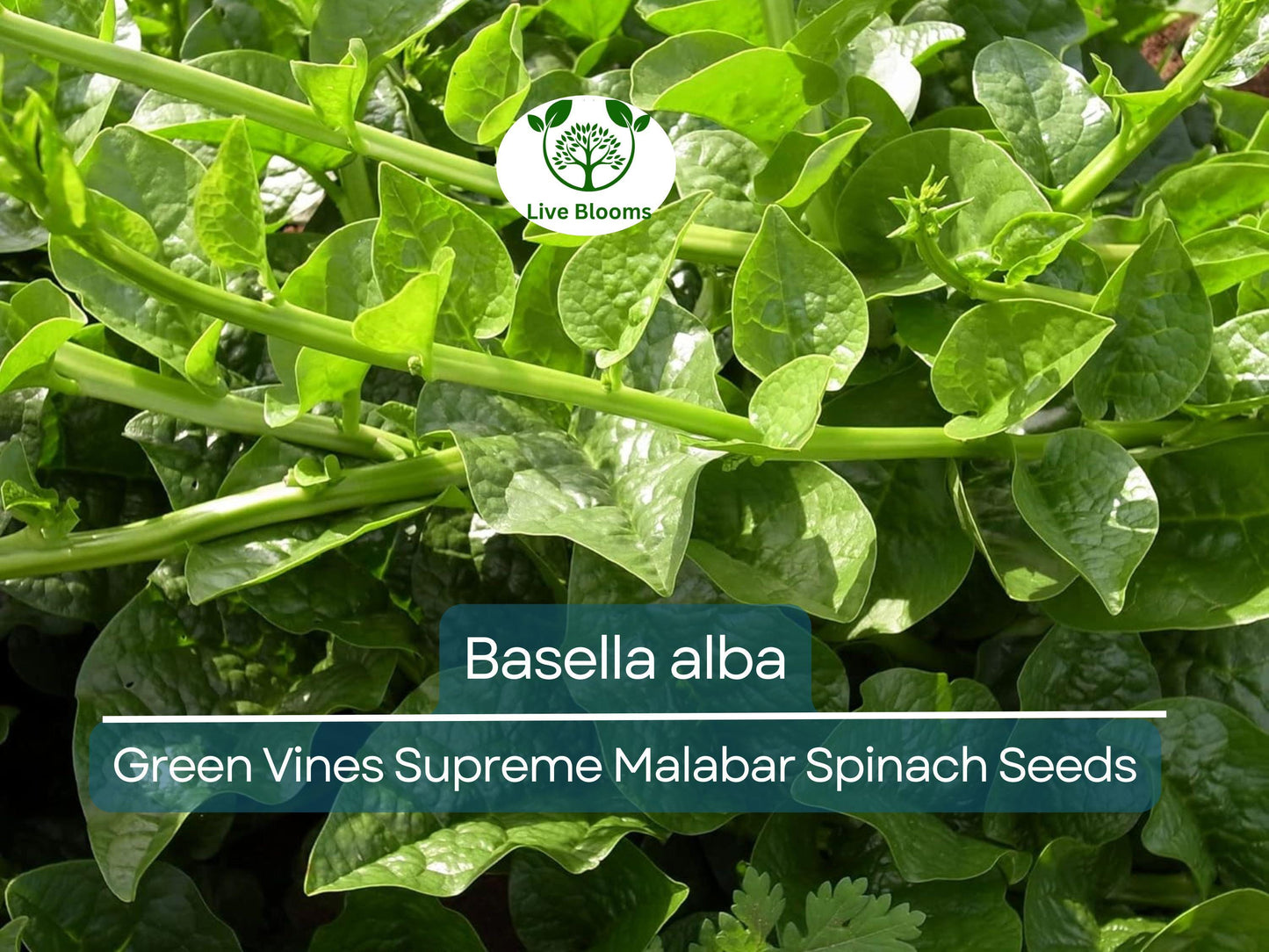 500 mg Malabar Spinach Green Vines Seeds – Basella alba Heirloom Vegetable for Nutritious Harvests