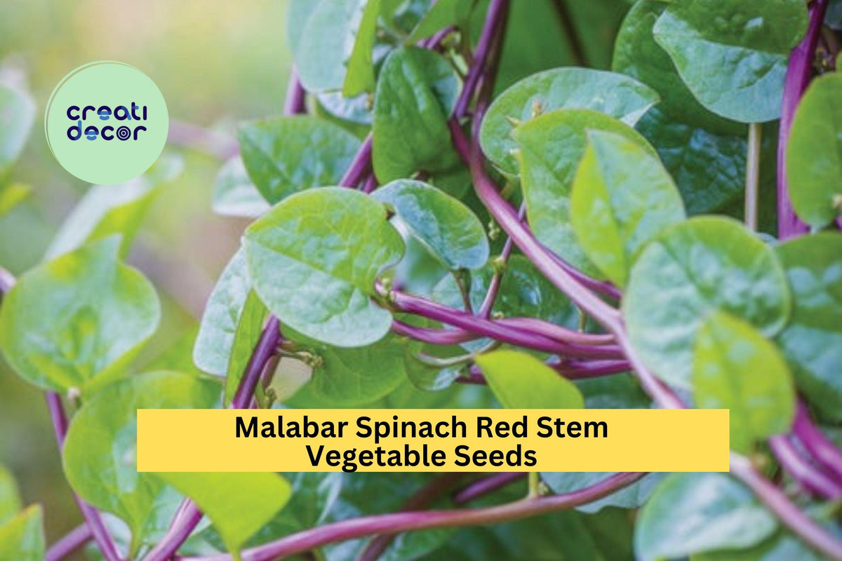 Malabar Spinach Seeds 3pcs 500mg Red Stem Basella rubra - Fast-Growing Heat-Tolerant Vine for Garden or Trellis Planting