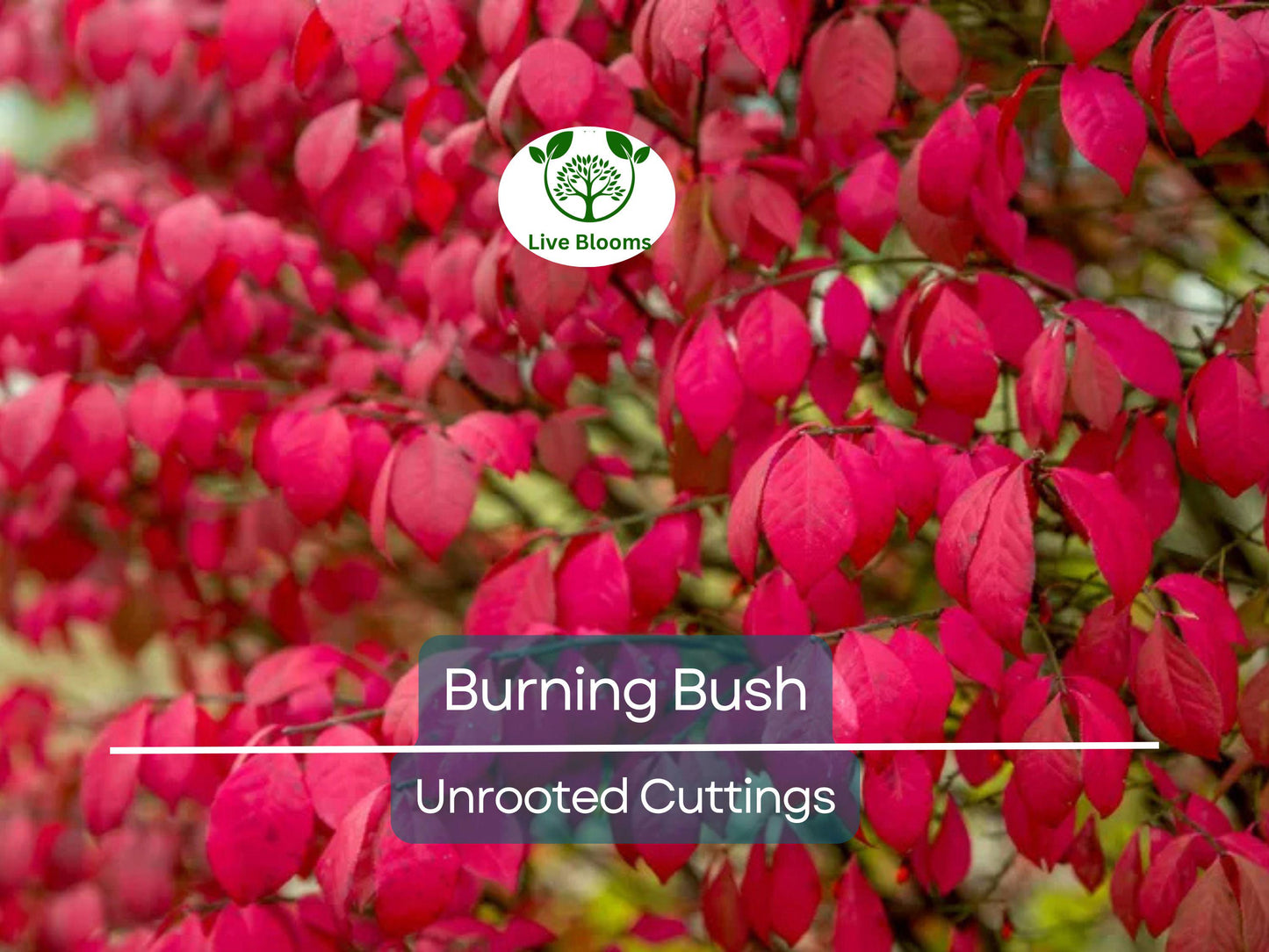 12 Burning Bush Unrooted Cuttings 6-8" | Dwarf Euonymus alatus Shrubs for Landscaping