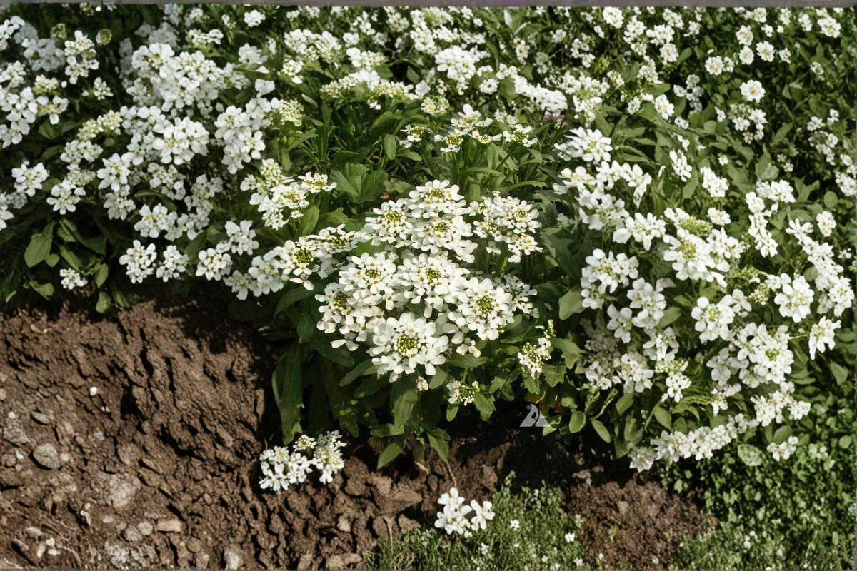Empress Rocket Candytuft Seeds | 100 Seeds | Fragrant White Flowers | Iberis amara | Cottage Garden Favorite