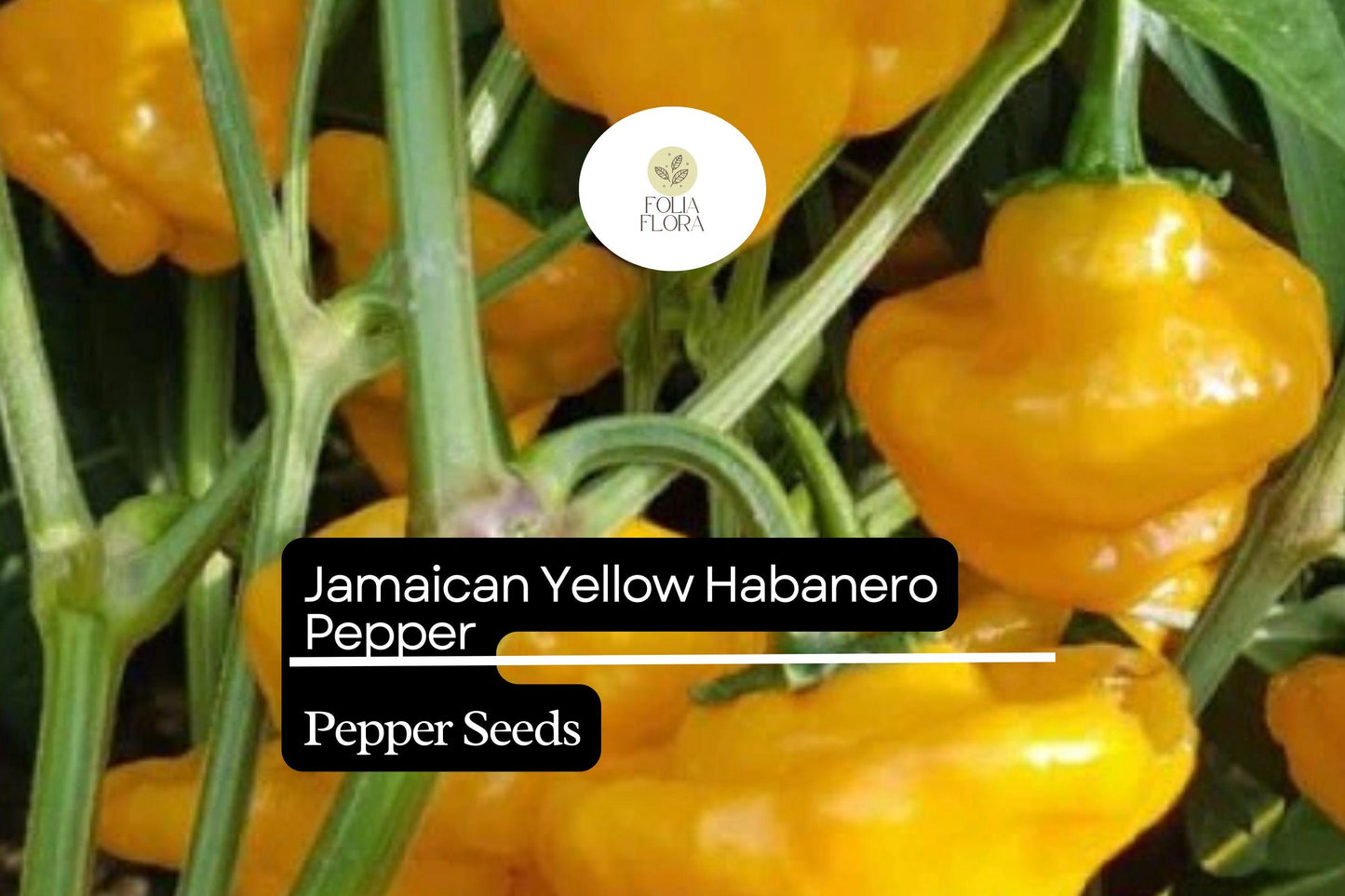 25 Jamaican Yellow Habanero Pepper Seeds – Extra-Hot 200,000–300,000 Scoville, Fruity Citrus Flavor, Non-GMO