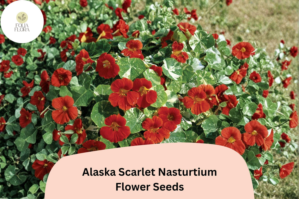 Alaska Scarlet Nasturtium Seeds | 50+ Variegated Scarlet Red Flowers | Tropaeolum majus | Easy-to-Grow Annual for Containers