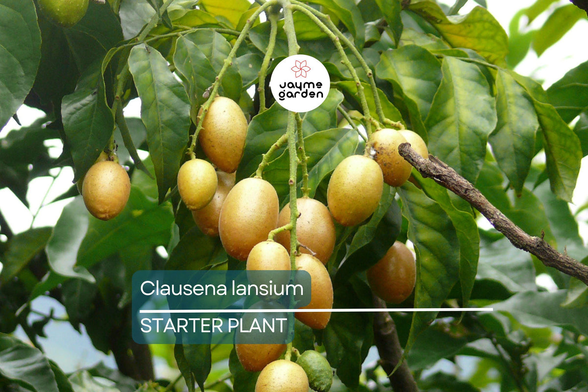Live Wampee Tree Seedling 10” Pot Clausena lansium Tropical Fruit Plant Rare Exotic Garden Tree