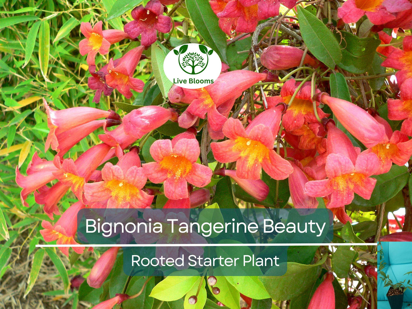Bignonia Tangerine Beauty Crossvine Rooted Starter Plant | Fast-Growing Vibrant Flowering Vine