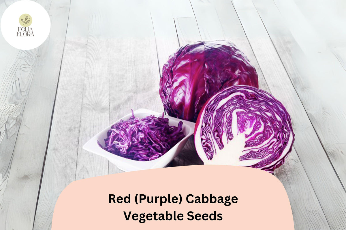 500+ Red Purple Cabbage Seeds | Heirloom Vegetable Bulk Pack | Brassica oleracea | Perfect for Fresh Eating and Cooking