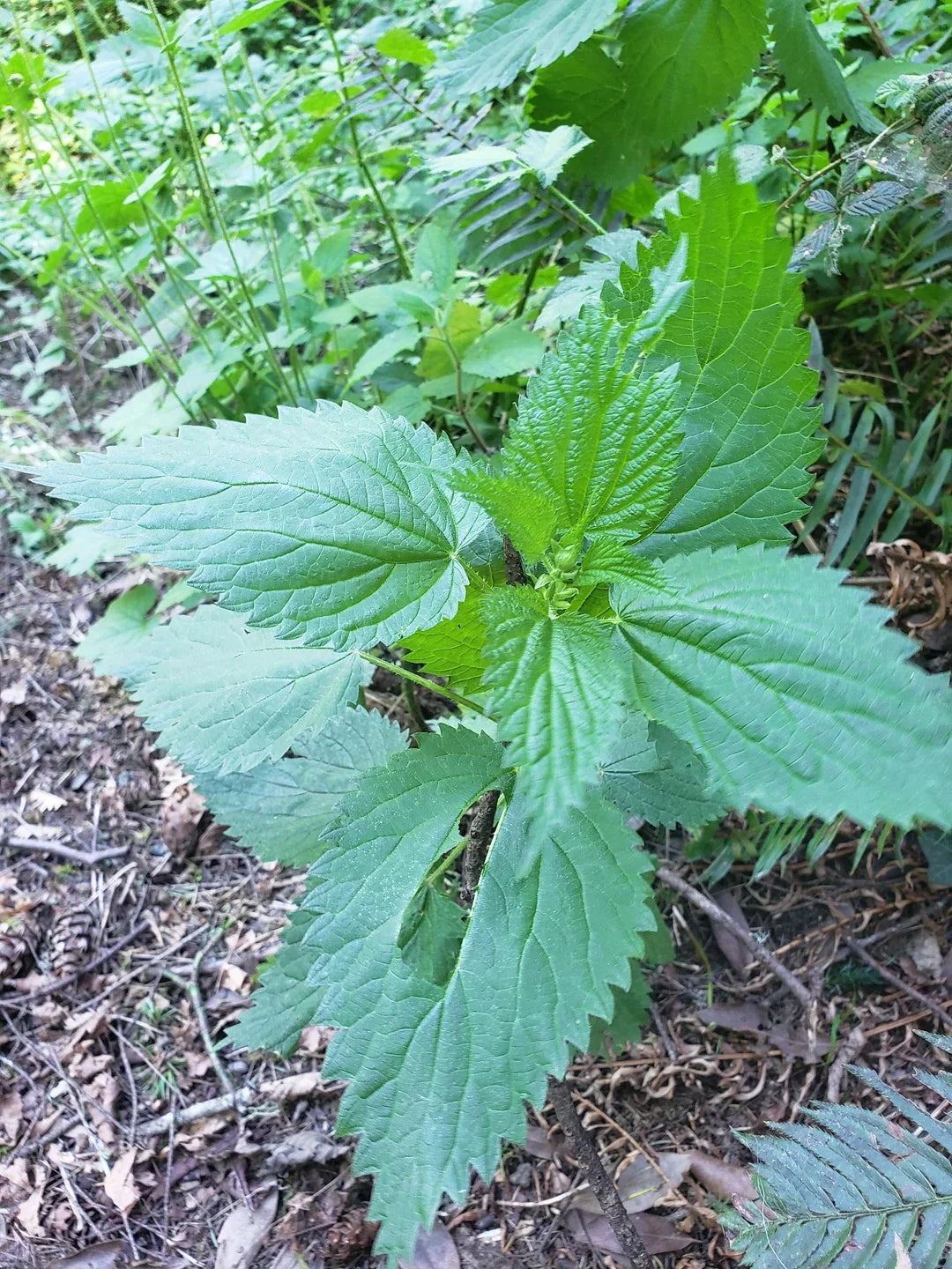 Wild Stinging Wood Nettle Bareroot Roots – Laportea canadensis, 10 Pack, Perennial, Shade Tolerant, Moist Soil, Hardy Zones 3-8