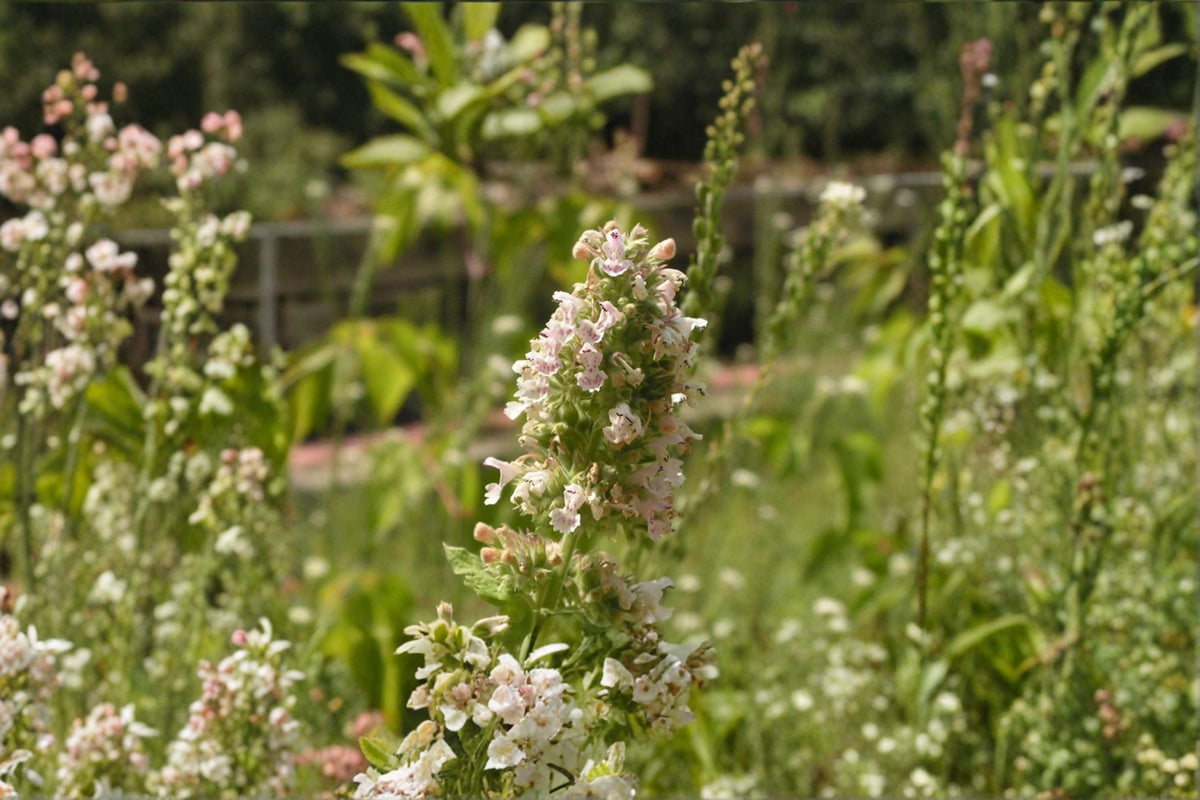 Catnip Seeds | 100 Seeds | Nepeta cataria | Aromatic Herb for Cats | Pollinator-Friendly Garden Plant