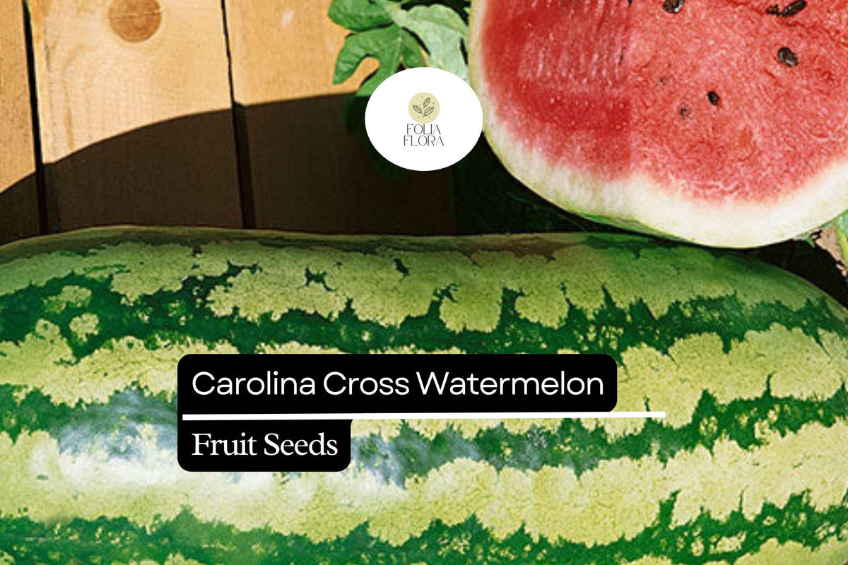 Citrullus lanatus Carolina Cross Watermelon Seeds – Grow Giant 100-200 lb Sweet Watermelons