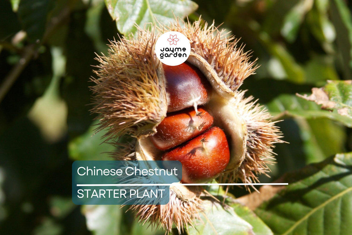 Chinese Chestnut Trees 2 Pack - Live Bare Root, Blight Resistant, Edible Nuts, Castanea mollissima, Full Sun, Zones 3-9