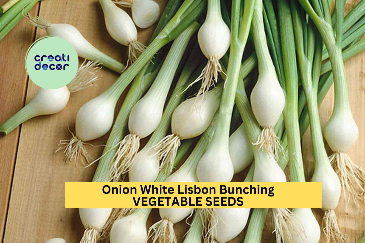250mg Onion White Lisbon Bunching Seeds - Fast-Growing Mild Green Scallions - Allium fistulosum - 3 Pack for Home Gardens