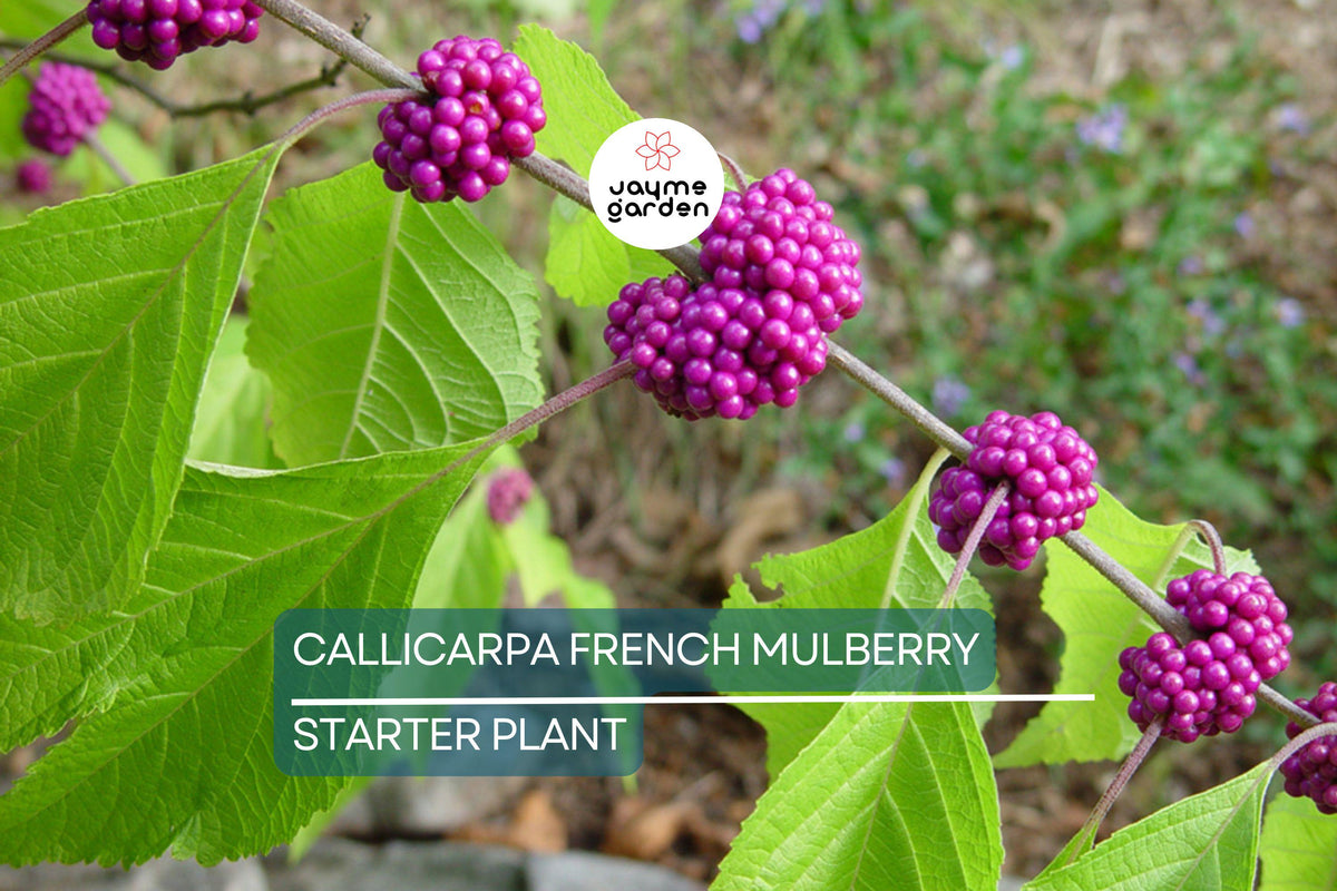 Live Purple American Beautyberry Bush | 1-2 ft Starter Plant | Edible Berries | Callicarpa | Drought-Tolerant Wildlife Attractant