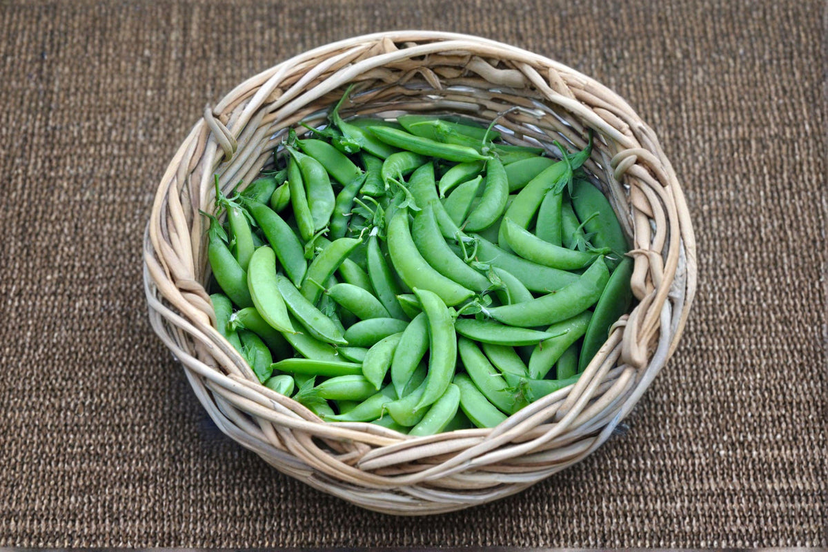 Sugar Snap Pea Seeds - 30 Count - Sweet Crunchy Edible Pods - Pisum sativum - Non-GMO Cool-Season Garden Favorite