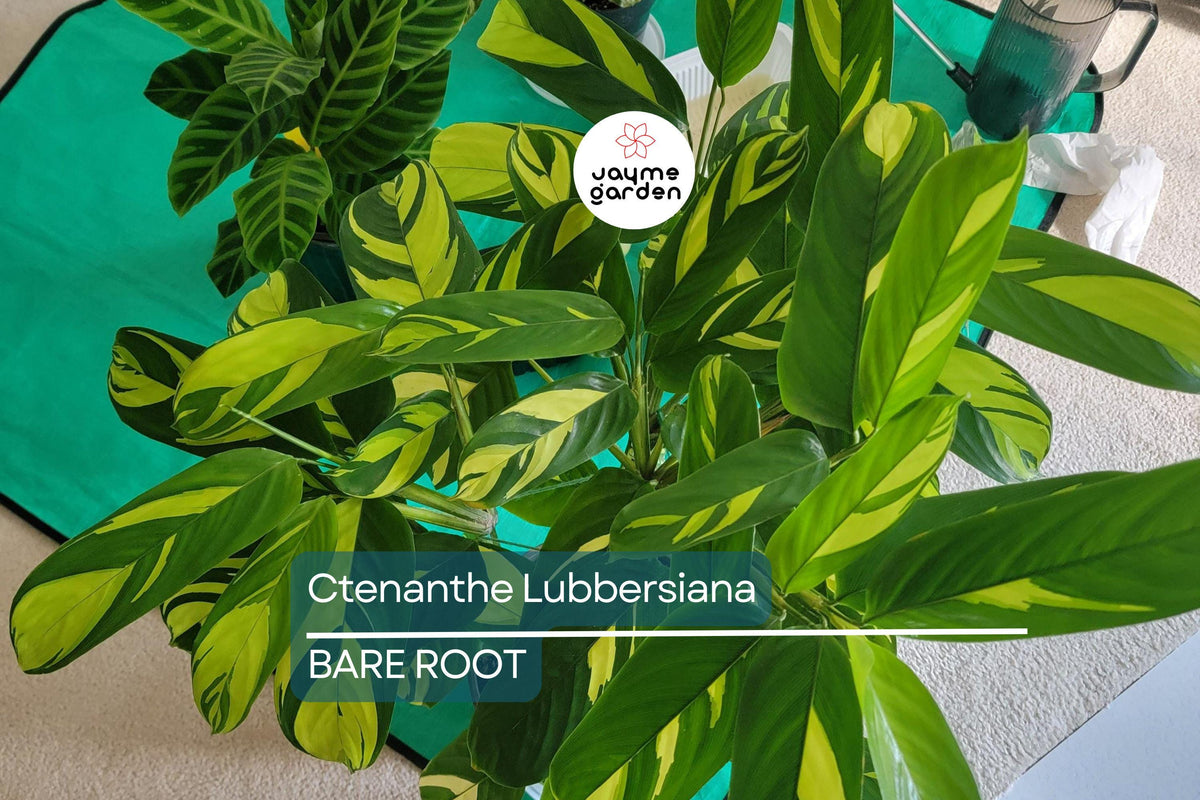 Live Variegated Prayer Plant - Ctenanthe Lubbersiana ‘Never Never Plant’ - Tropical Houseplant for Indoor Decor, Pet Friendly