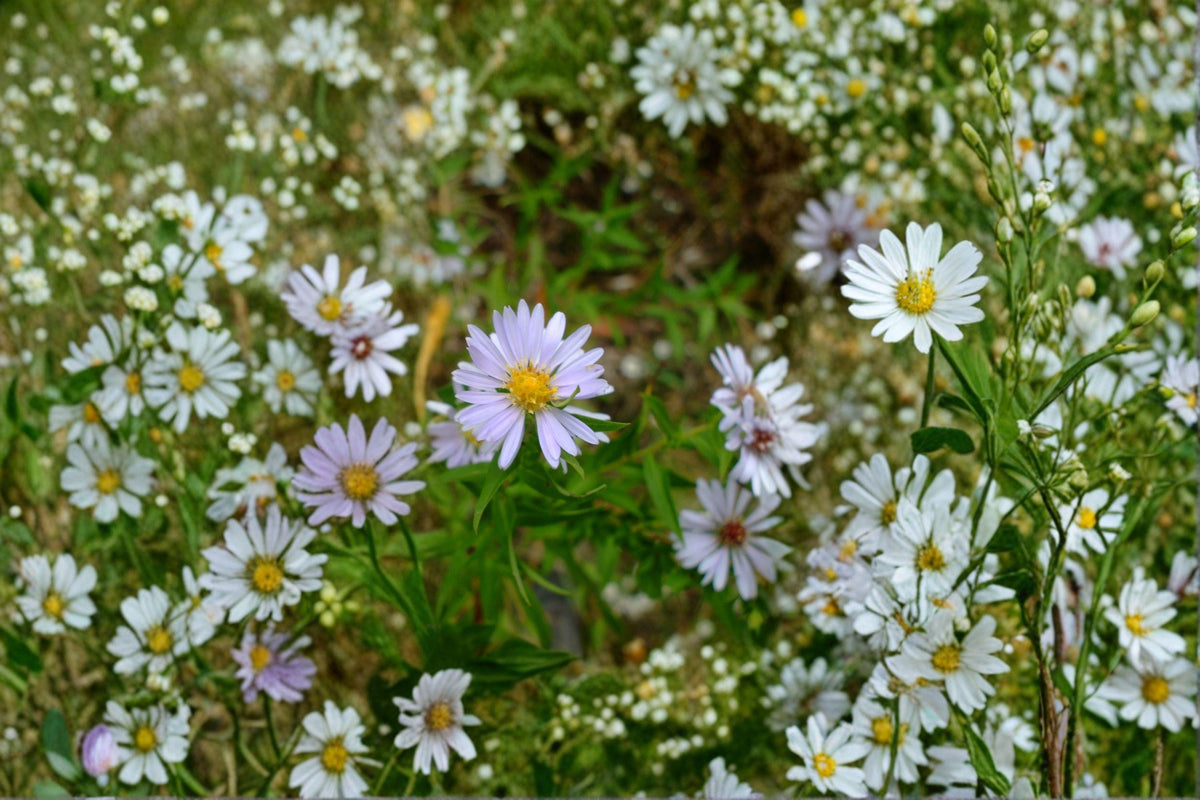 Willow Aster Seeds | 100 Seeds | Symphyotrichum praealtum | Native Purple Wildflower | Pollinator Garden Plant