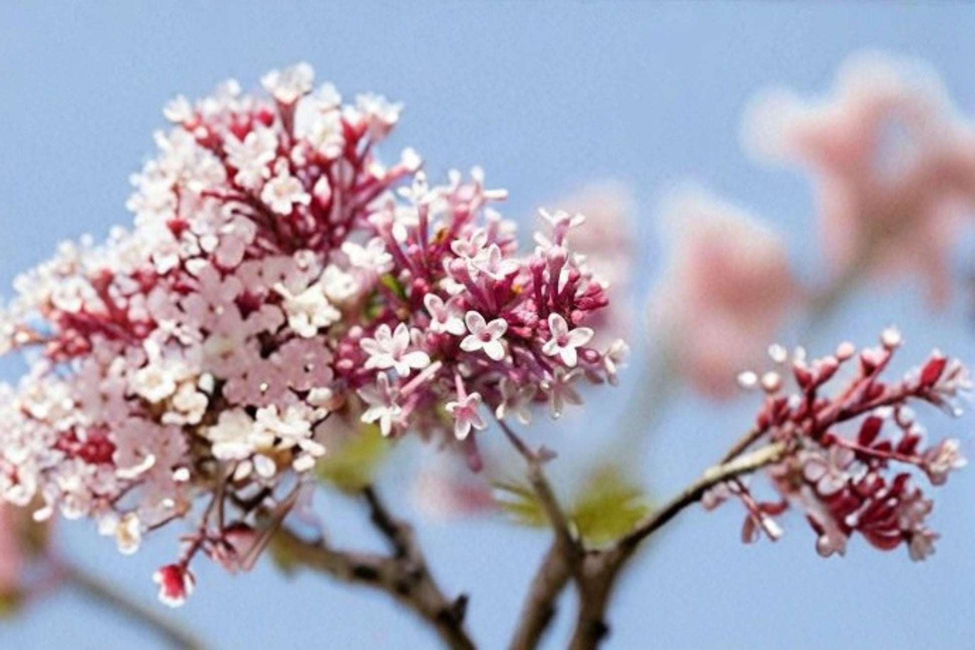10 Syringa microphylla Seeds – Littleleaf Lilac Shrub with Pink-Lavender Fragrant Blooms for Gardens and Pollinator Gardens