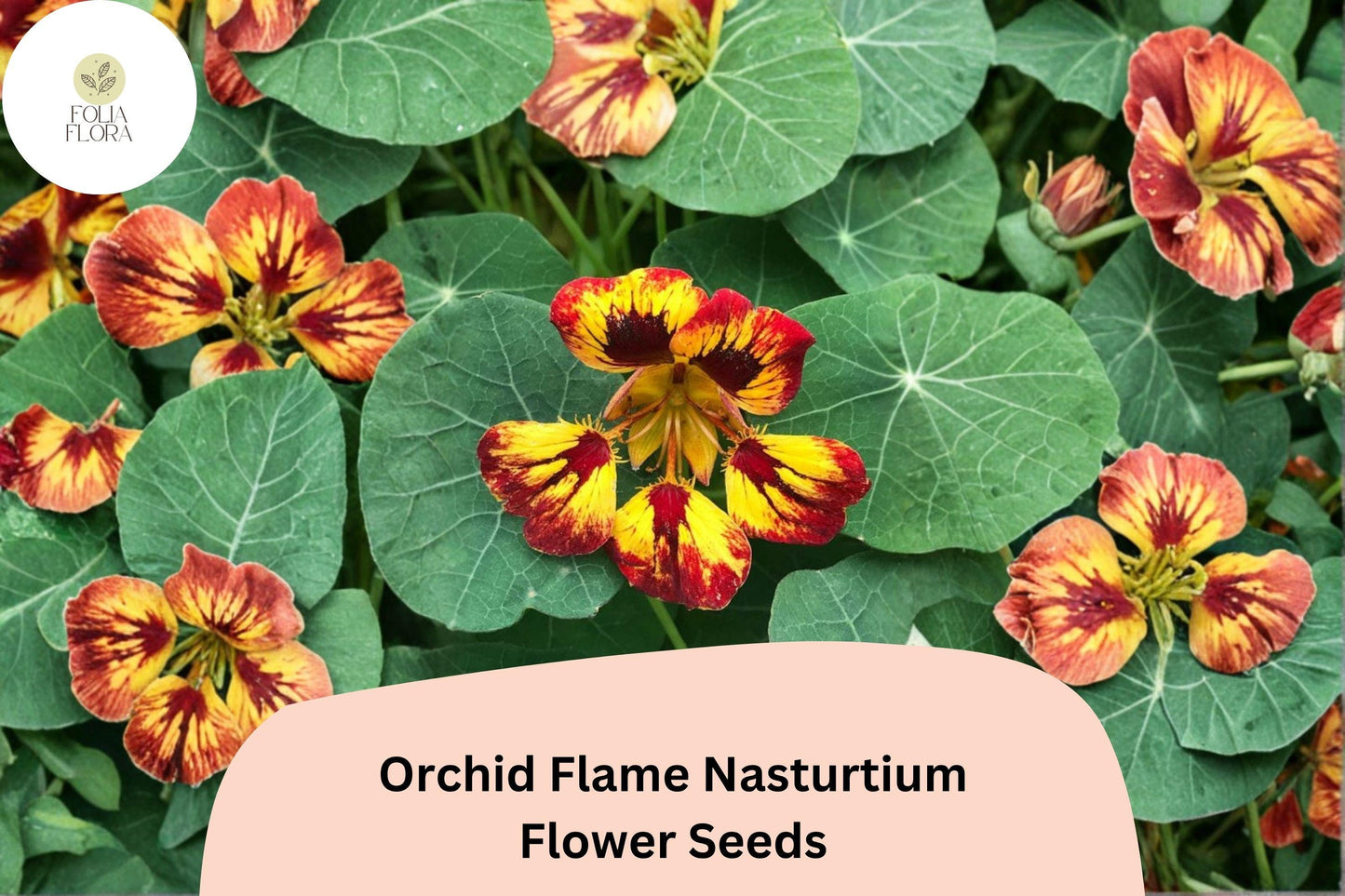 50+ Orchid Flame Nasturtium Seeds | Vibrant Red & Yellow Annual Flowers for Garden Beds & Containers
