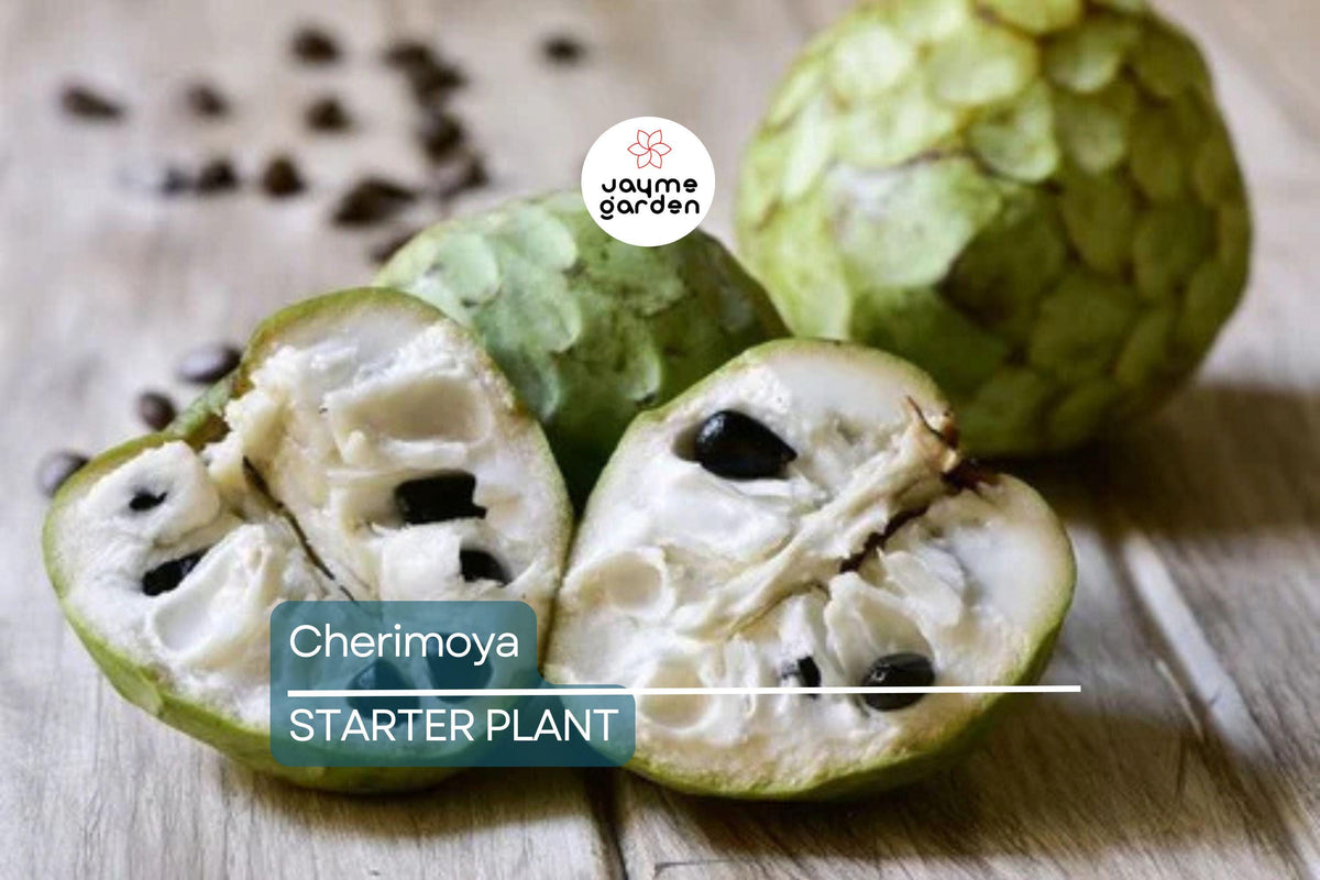 Cherimoya Plant Seedling | 8-Inch Potted Tropical Fruit Tree | Annona | Indoor & Outdoor Gardening