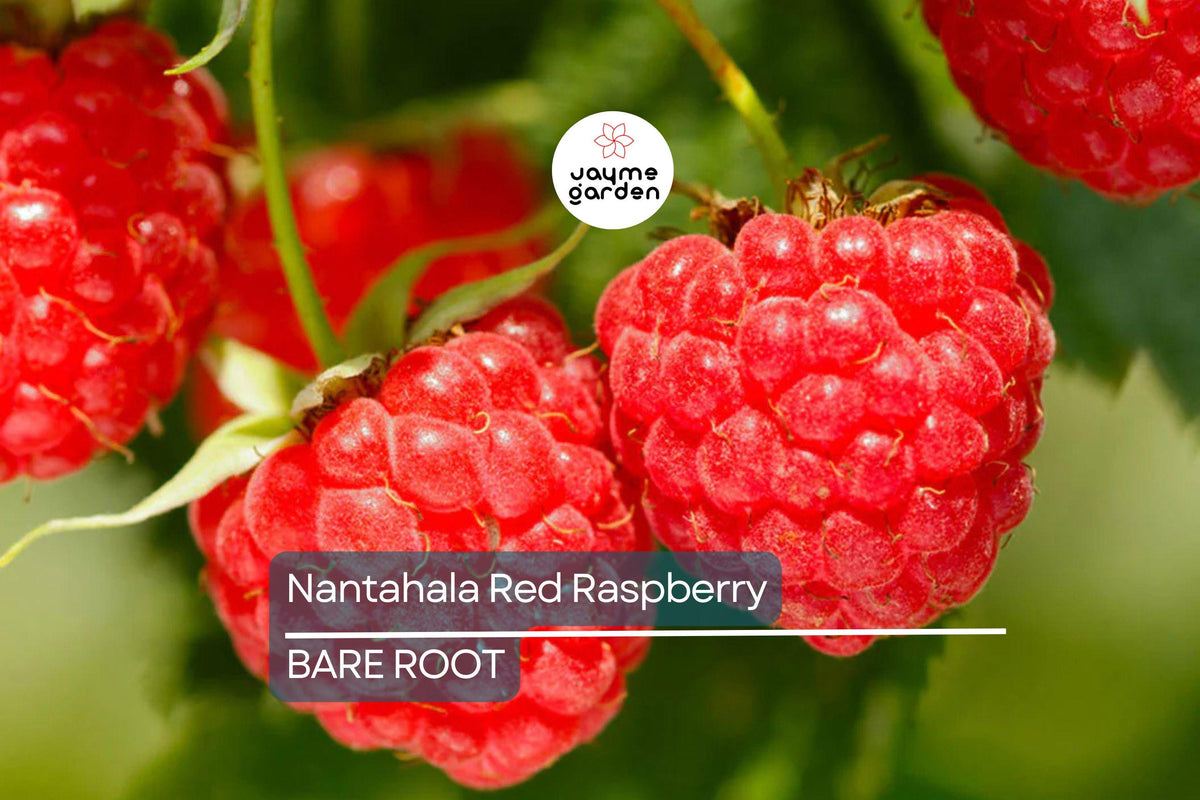 Nantahala Red Raspberry Plants – 3 Bare Root Cold-Hardy Berry Bushes (Rubus idaeus) for Zones 4-9, Heavy-Yielding Edible Plant