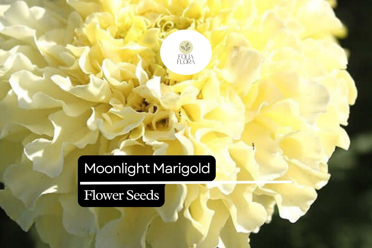 Moonlight Marigold Seeds - 25 Premium Pale Yellow Blooms - Tagetes Erecta - Pollinator-Friendly & Drought-Tolerant Annual