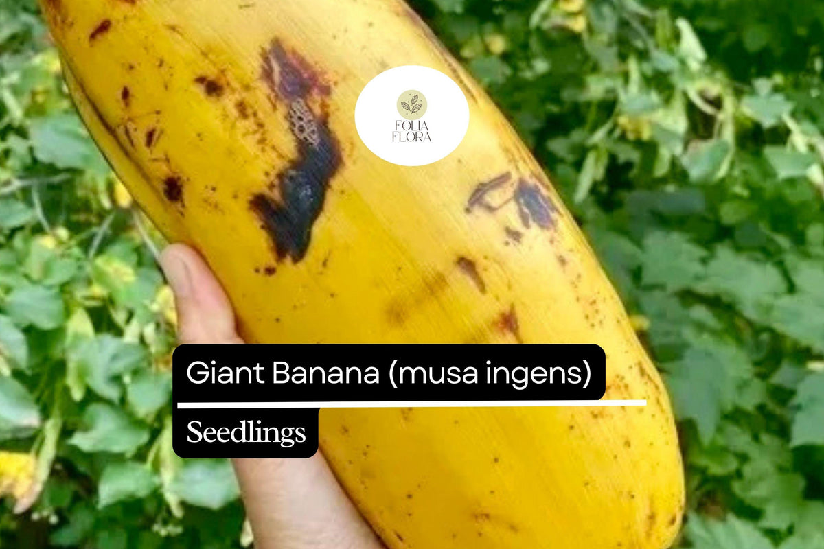 Giant Banana Seedling - Musa ingens - Rare Tropical Plant with Edible Fruit - Ideal for Gardens & Greenhouses