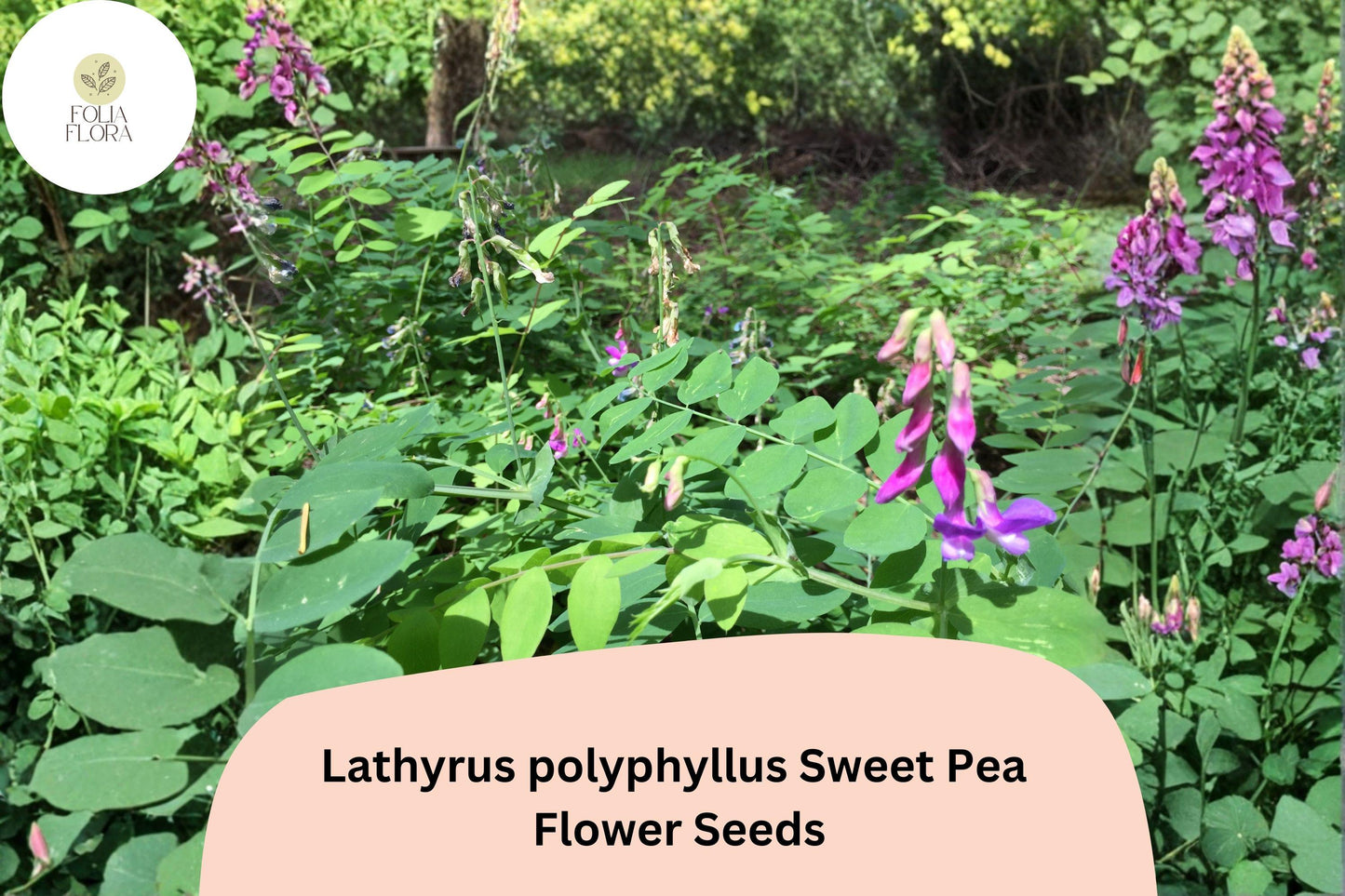 50+ Lathyrus polyphyllus Perennial Sweet Pea Seeds - Purple Climbing Vine for Trellises & Gardens