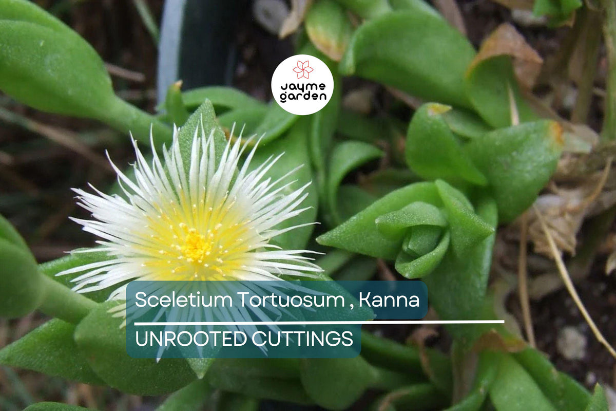 Kanna Plant Cuttings - 7 Unrooted Sceletium Tortuosum, Edible Air-Purifying Indoor/Outdoor Gardening, Medium Sunlight, Winter Bloomer