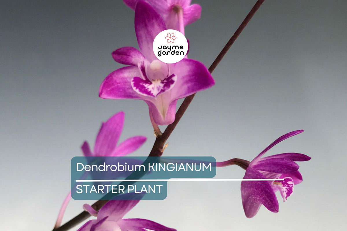 Dendrobium Kingianum Orchid 5-Inch Bare Root Starter Plant | Fragrant Pink Miniature Orchid | Easy to Grow for Beginners