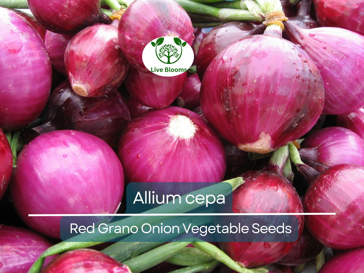 250 mg Red Grano Onion Seeds for Planting | Allium cepa | Heirloom Variety for Flavorful Harvests & Culinary Use