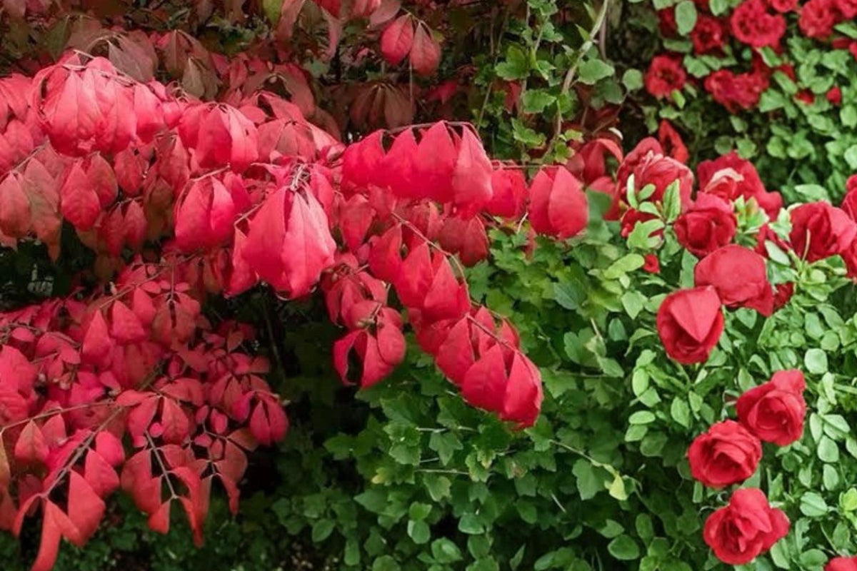 Burning Bush Live Plants 2 Bare Root Red Fall Foliage Shrub Euonymus alatus for Hedges & Borders