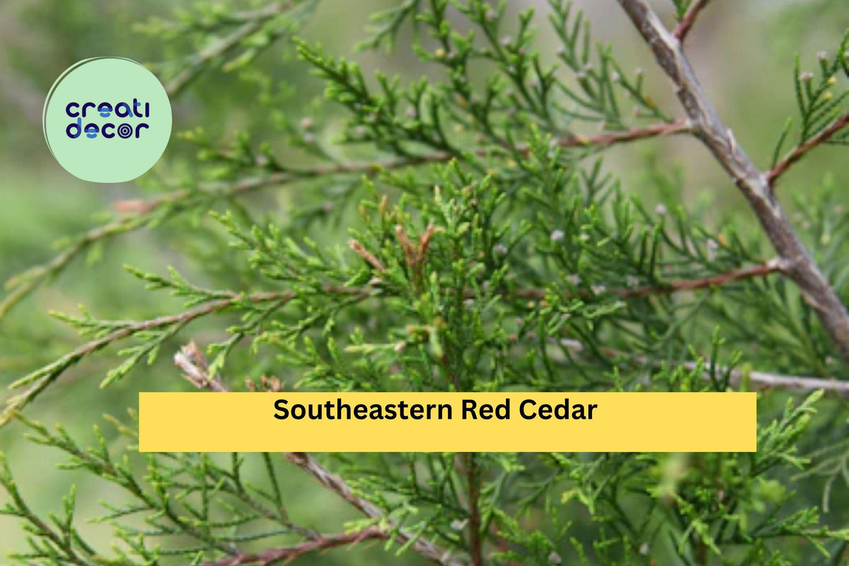 Southeastern Red Cedar Trees Set of 3 Live Bare Root Saplings 10–14” Juniperus virginiana var. silicicola Native Evergreen