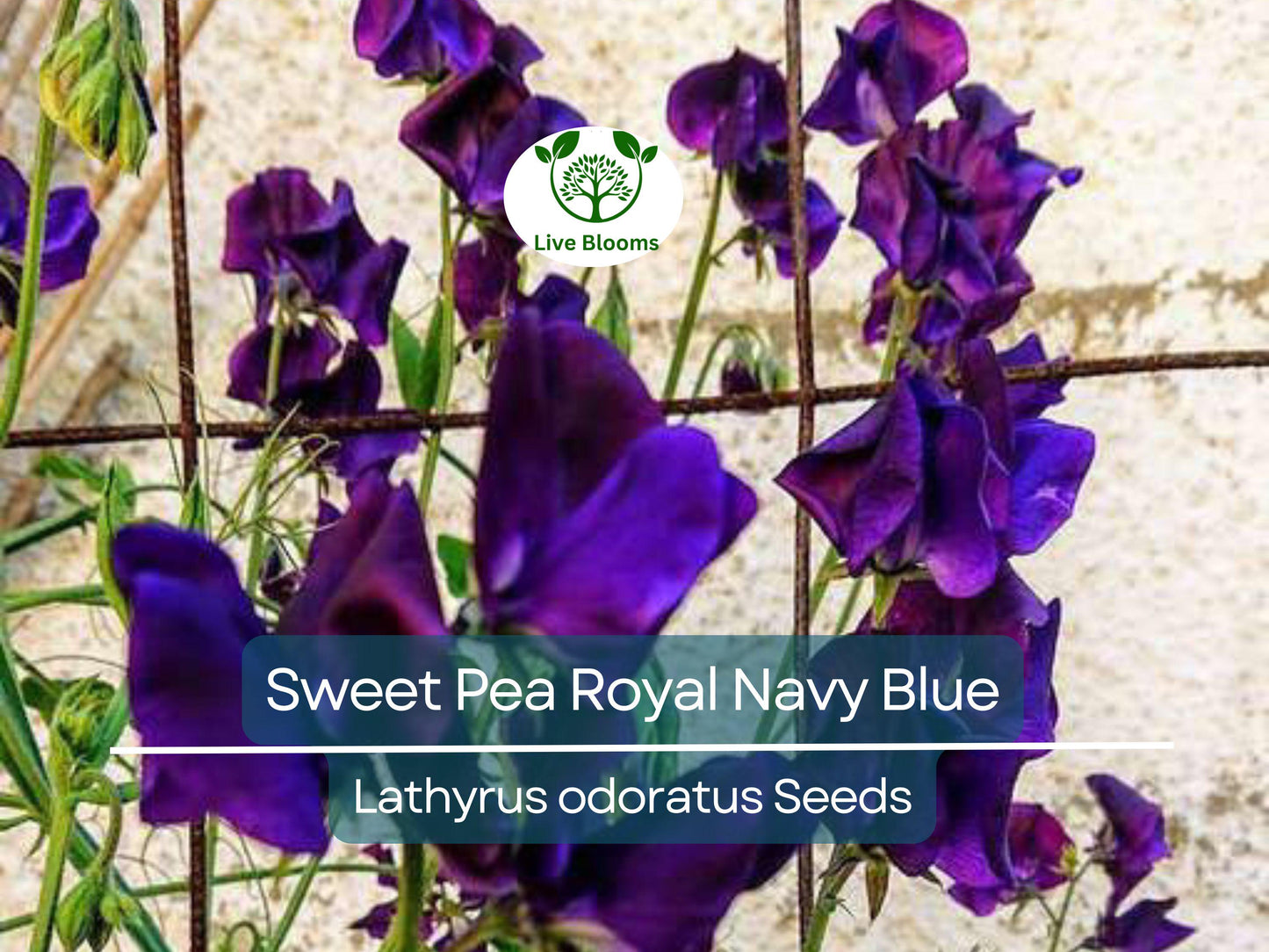15 Sweet Pea Royal Navy Blue Seeds – Fragrant Heirloom Climbing Vine Lathyrus odoratus