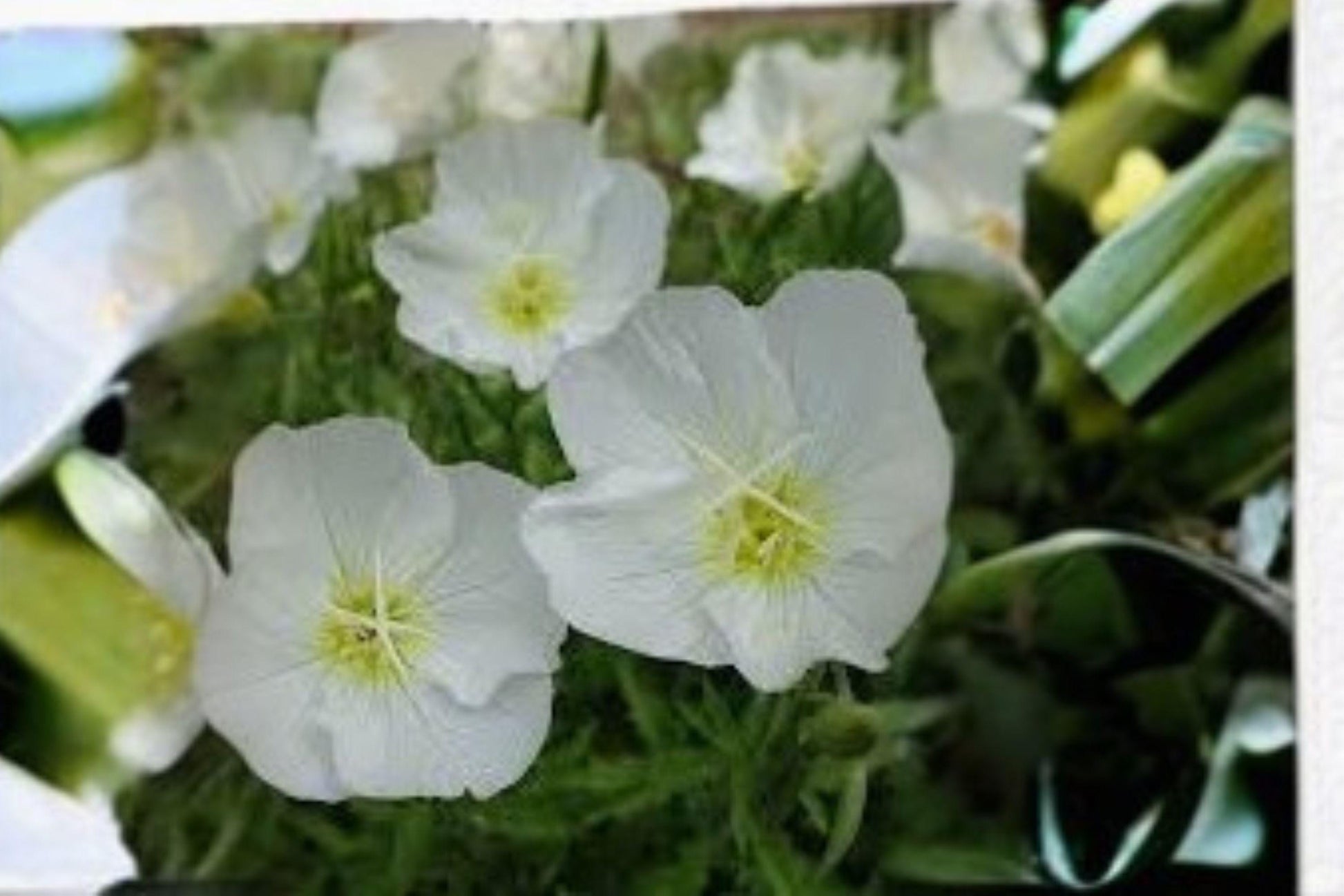 Pale Evening Primrose Seeds, Drought Tolerant, White Blooms, Native Wildflower, Oenothera pallida, Perennial, Xeric Garden Plant