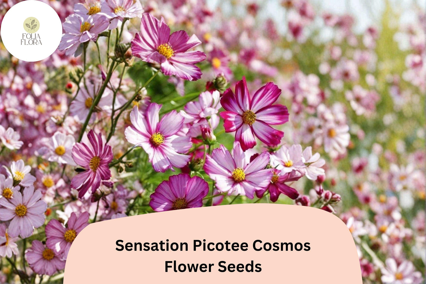 200+ Sensation Picotee Cosmos Seeds | White Flowers with Pink Edges | Easy to Grow Annual Garden Flowers