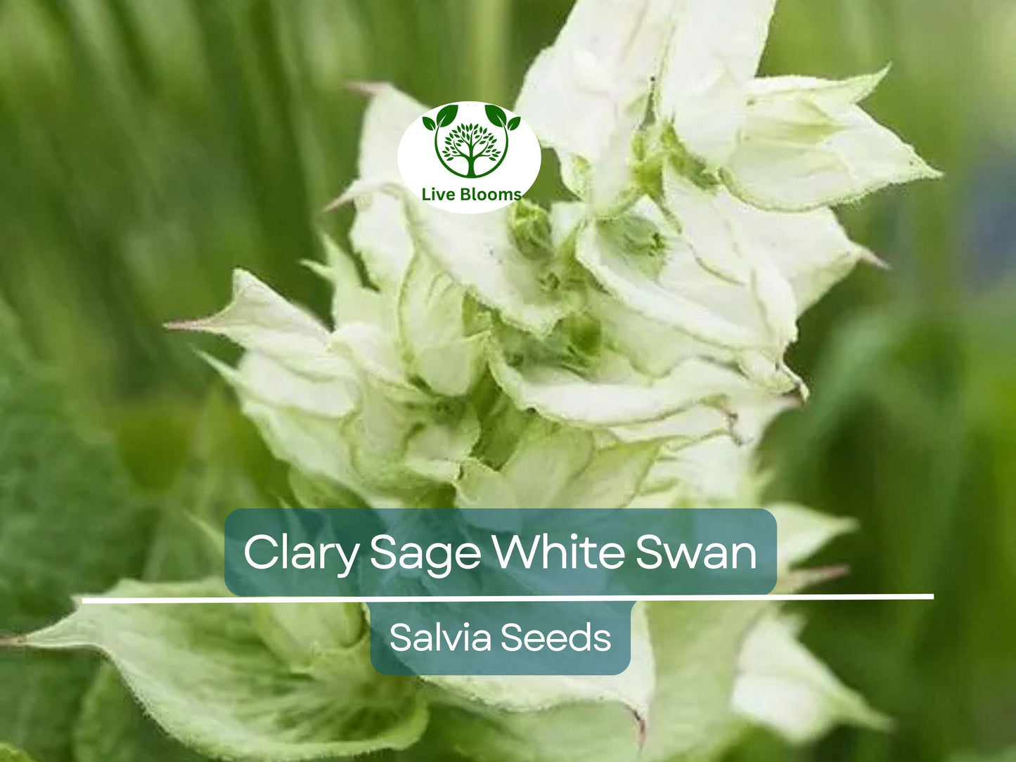 200 Clary Sage White Swan Seeds - Non-GMO, Pollinator Friendly Herb for Birds & Butterflies