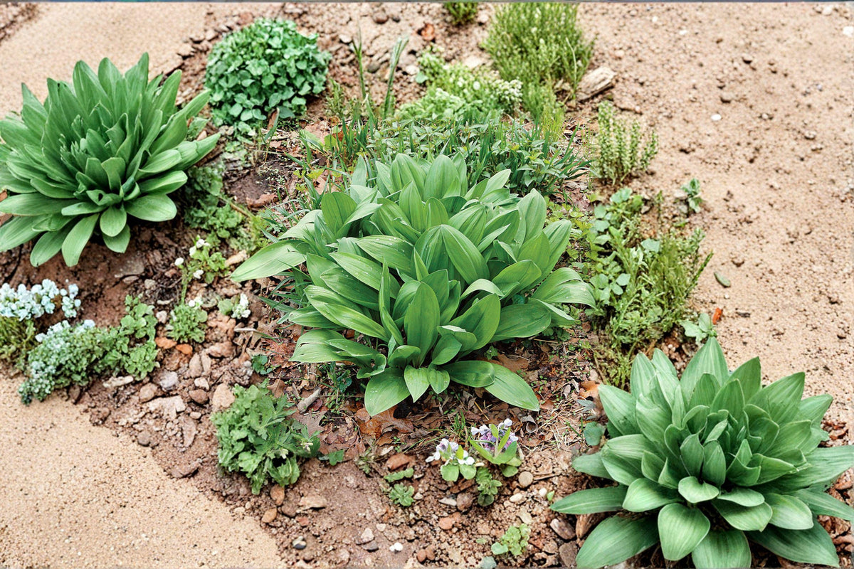 Wild Leek Seeds - 10 Count - Ramp - Allium tricoccum - Native Woodland Perennial - Gourmet Foraging Favorite