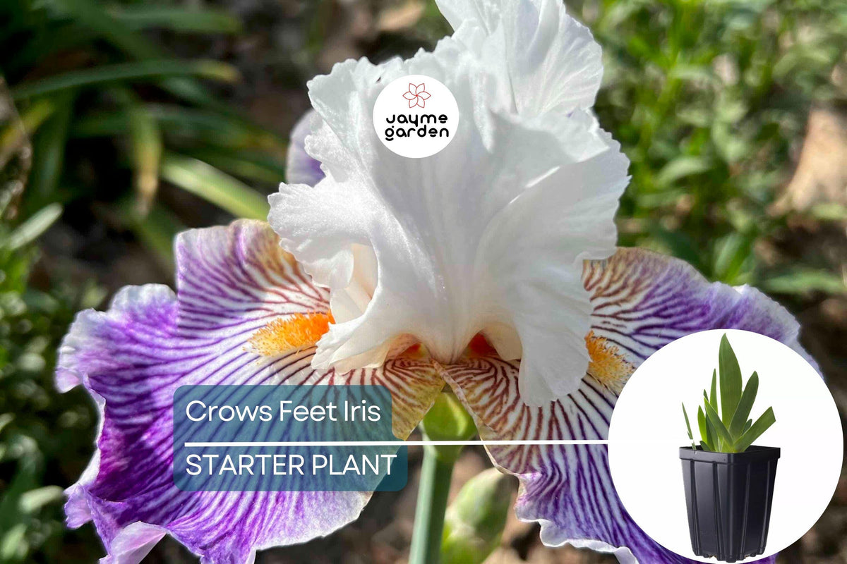 Crows Feet Iris Plant in Quart Pot | Fragrant Purple & White Blooms | Deer-Resistant Perennial | Hardy Zones 3-10 | Iris germanica
