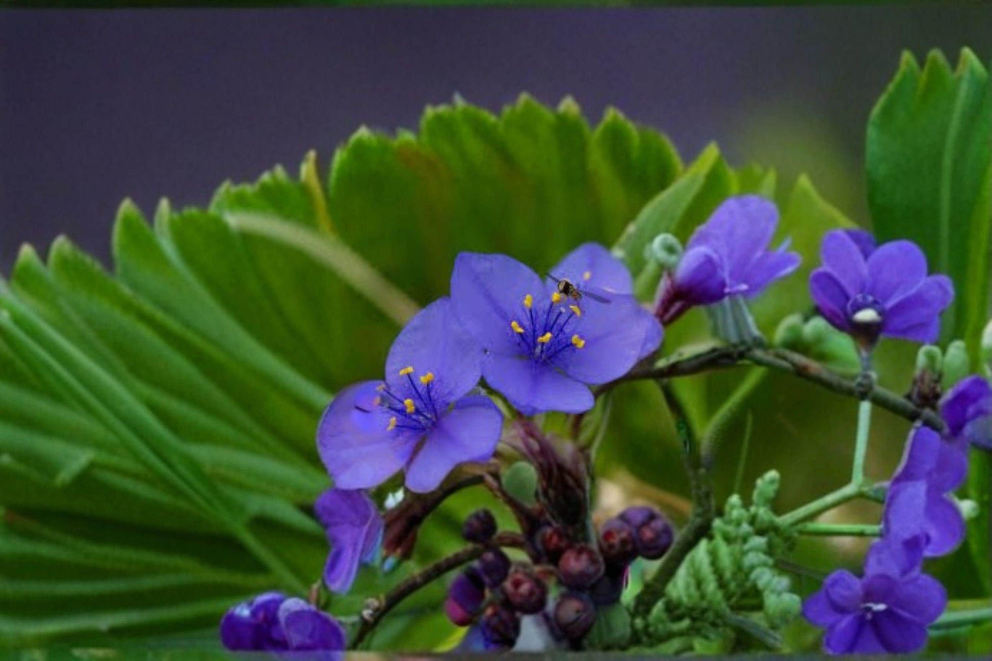 Western Spiderwort Seeds – 100 Pack, Native Perennial Wildflower, Violet Purple Blooms, Tradescantia occidentalis