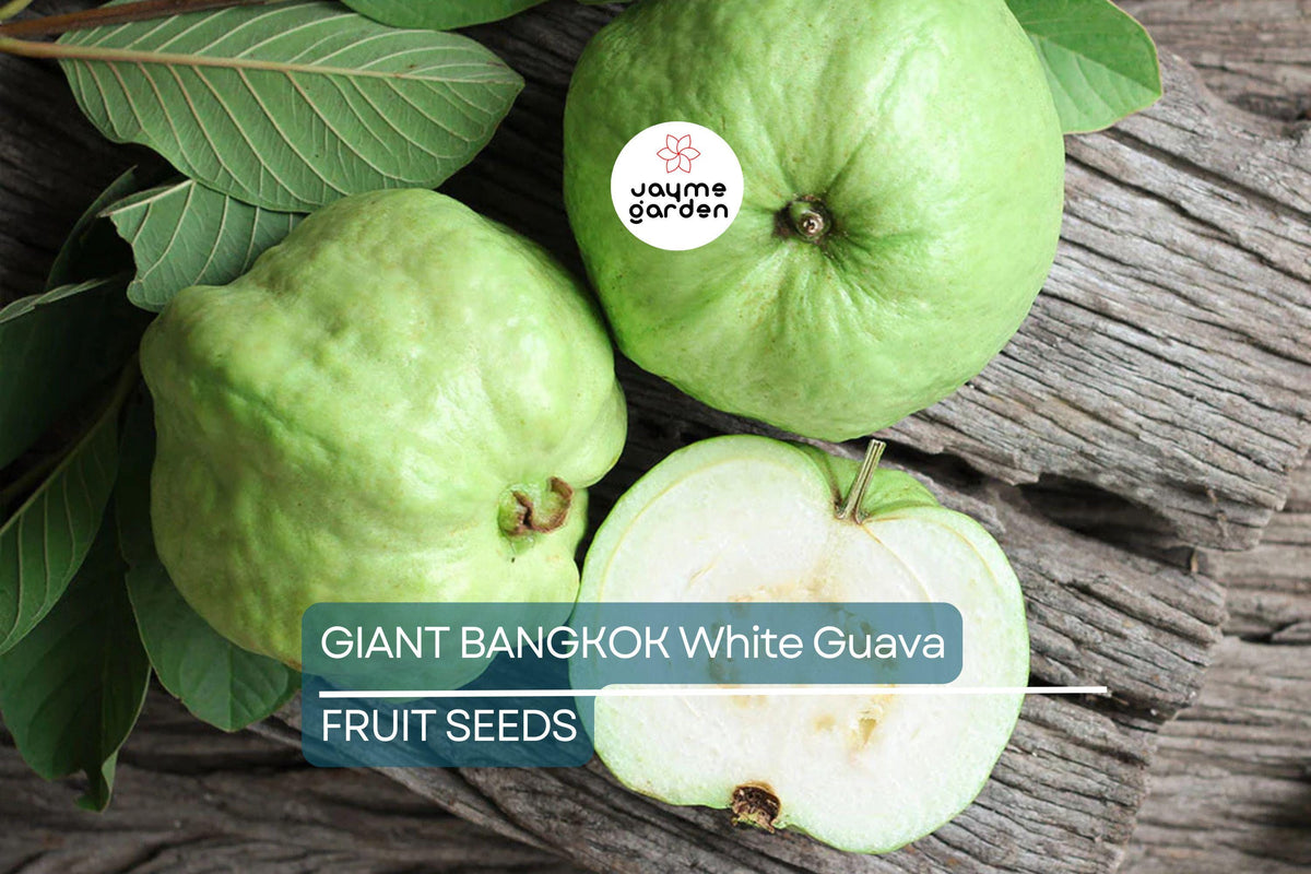20 Giant Bangkok White Guava Seeds - Organic Non-GMO Tropical Fruit Tree, Psidium guajava, Sweet Indoor/Outdoor Plant