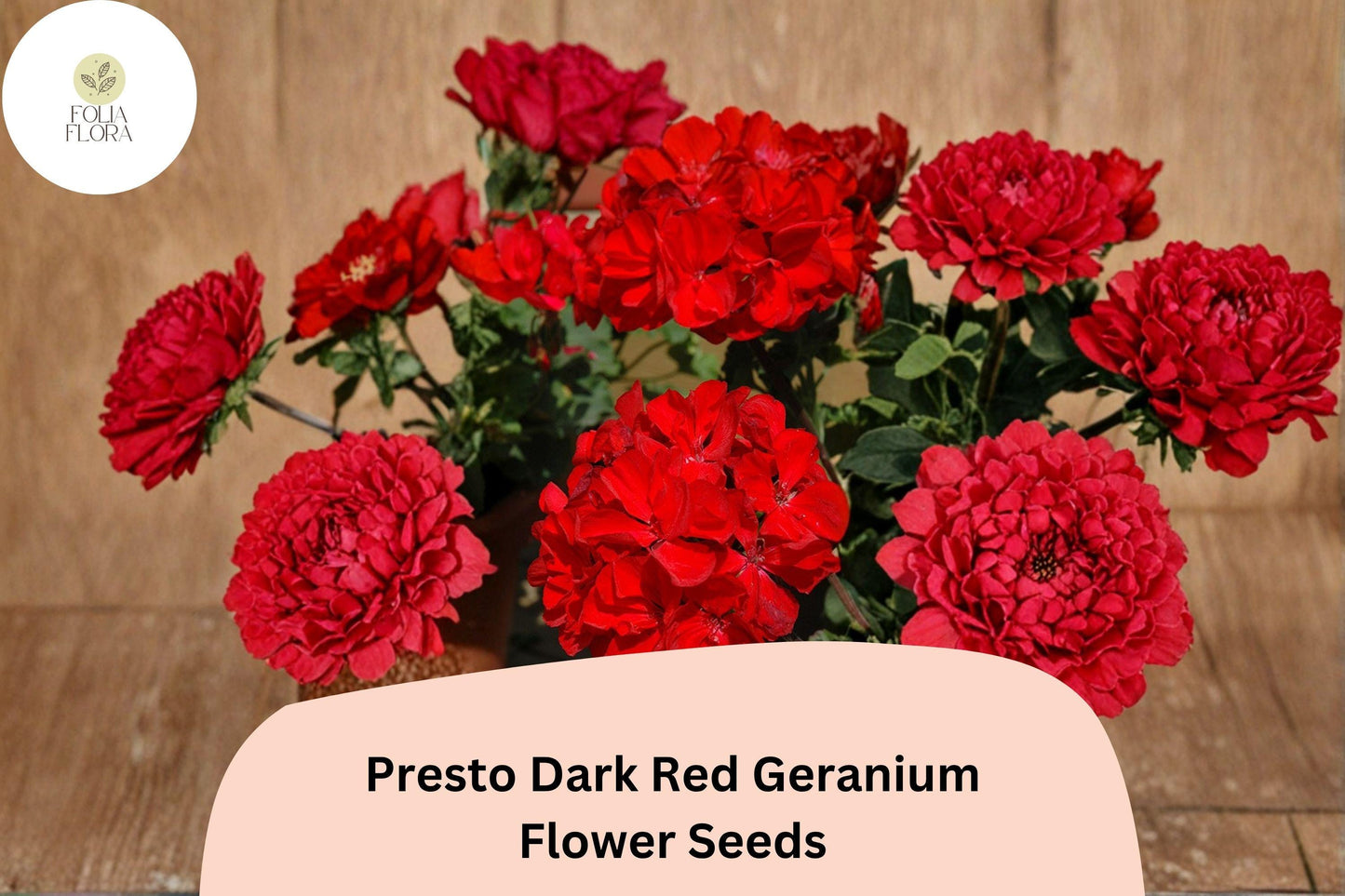 25+ Presto Dark Red Geranium Seeds | Compact Zonal Geranium with Deep Red Blooms for Full Sun Gardens