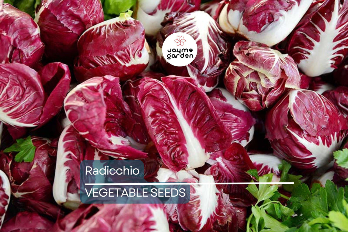 500 Palla Rosa Radicchio Seeds - Heirloom Italian Chicory, Non-GMO, Cichorium intybus for Gourmet Salads & Home Garden