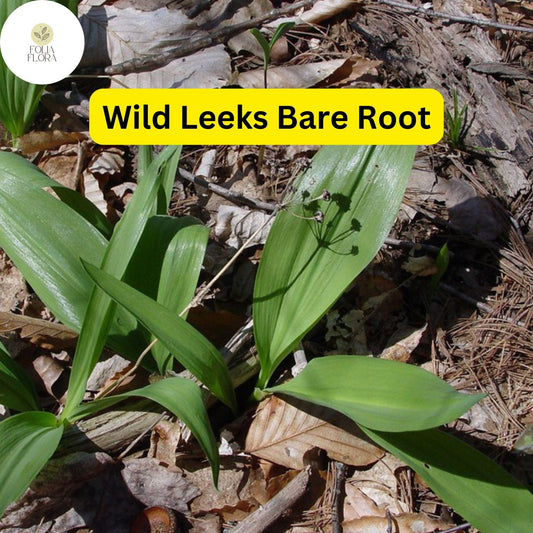 10 Organic Ramps Wild Leeks Bulbs (Allium tricoccum) - Shade-Tolerant Perennial for Gourmet Cooking