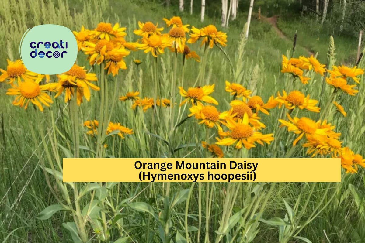 Orange Mountain Daisy Seeds (Hymenoxys hoopesii) – 40 Non-GMO Native Wildflower Seeds with Bright Yellow Blooms