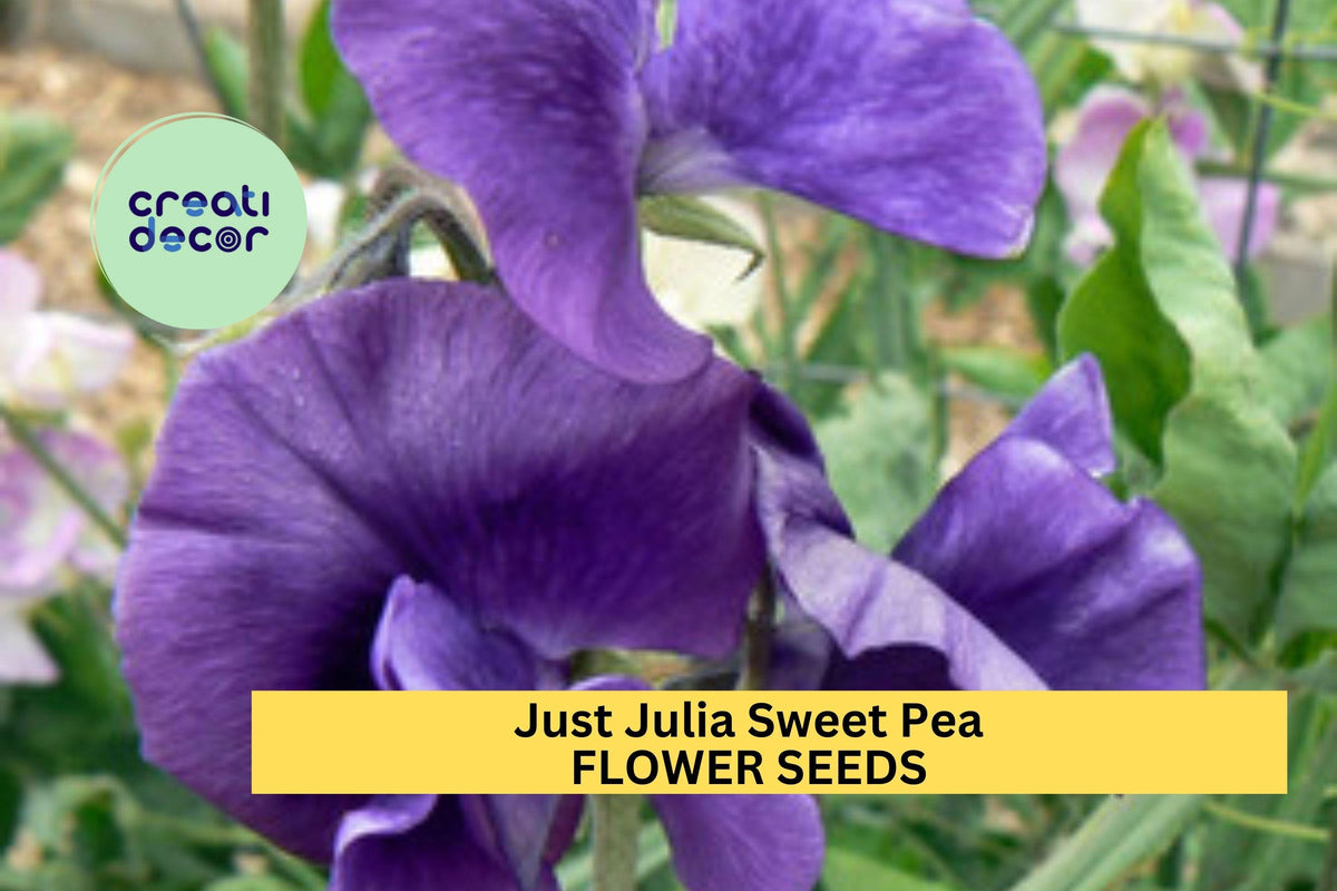 Just Julia Sweet Pea Seeds - 50+ Mid-Blue Climbing Flower Vine - Lathyrus odoratus - Perfect for Bouquets & Gardens