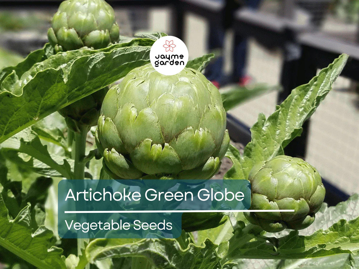 500mg Artichoke Seeds - Green Globe Variety - Edible Heirloom Perennial - Cynara scolymus for Gardens & Containers